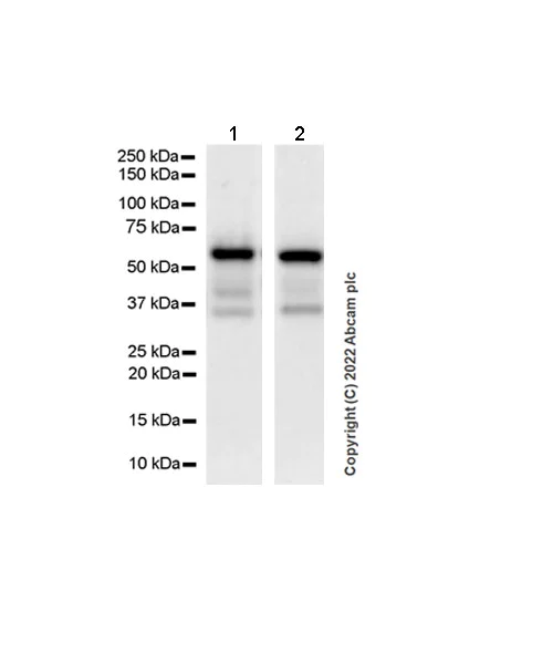 Western blot - Anti-IRAK4 antibody [EPR24506-71] (BSA and Azide free) (AB300078)