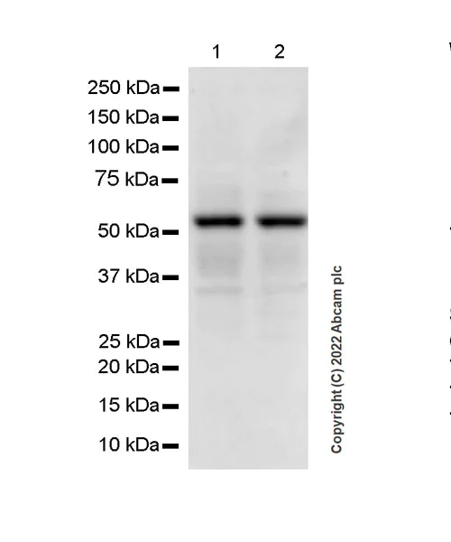 Western blot - Anti-IRAK4 antibody [EPR24506-71] (BSA and Azide free) (AB300078)