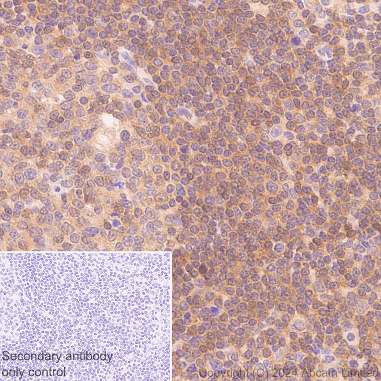 Immunohistochemistry (Formalin/PFA-fixed paraffin-embedded sections) - Anti-IRAK4 antibody [EPR26377-254] - BSA and Azide free (AB318955)