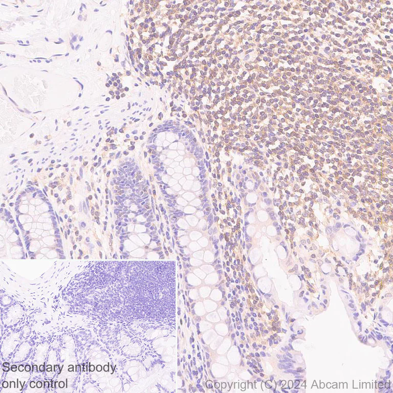 Immunohistochemistry (Formalin/PFA-fixed paraffin-embedded sections) - Anti-IRAK4 antibody [EPR26377-254] - BSA and Azide free (AB318955)