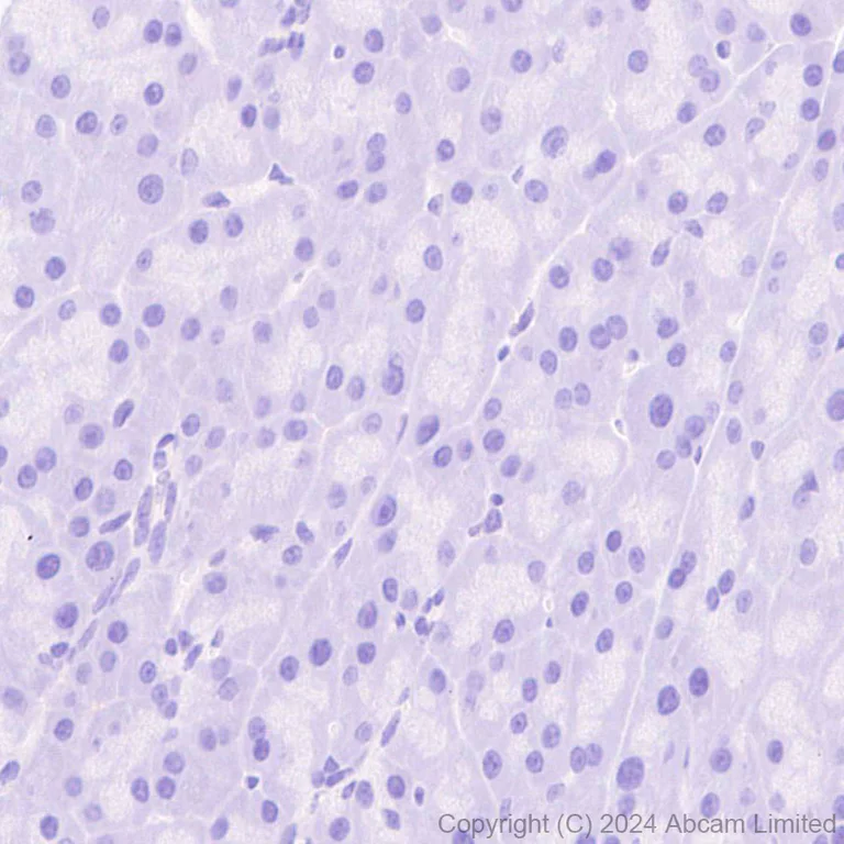 Immunohistochemistry (Formalin/PFA-fixed paraffin-embedded sections) - Anti-IRAK4 antibody [EPR26377-254] - BSA and Azide free (AB318955)