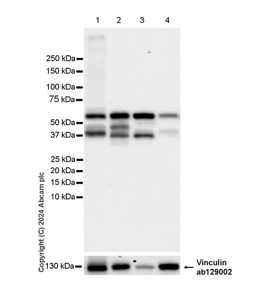 Western blot - Anti-IRAK4 antibody [EPR26377-254] - BSA and Azide free (AB318955)