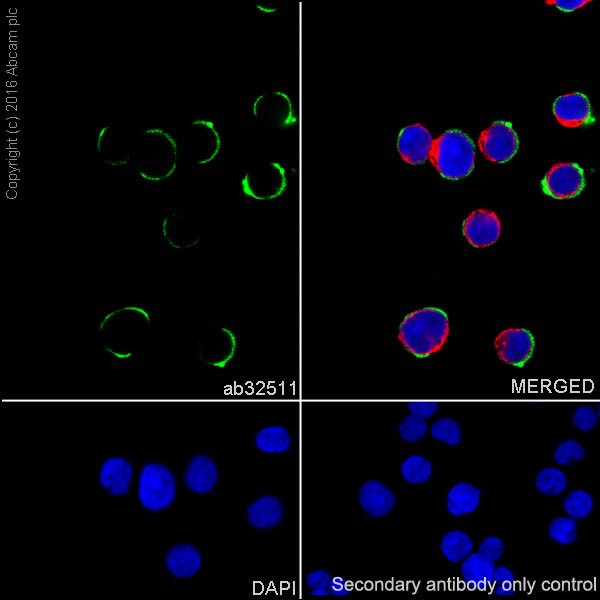 Immunocytochemistry/ Immunofluorescence - Anti-IRAK4 antibody [Y279] (AB32511)