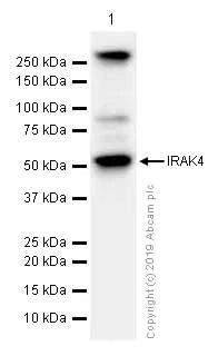 Western blot - Anti-IRAK4 antibody [Y279] (AB32511)