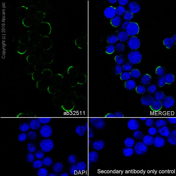 Immunocytochemistry/ Immunofluorescence - Anti-IRAK4 antibody [Y279] - BSA and Azide free (AB239819)