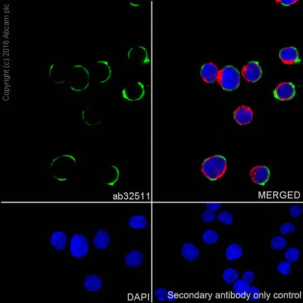Immunocytochemistry/ Immunofluorescence - Anti-IRAK4 antibody [Y279] - BSA and Azide free (AB239819)