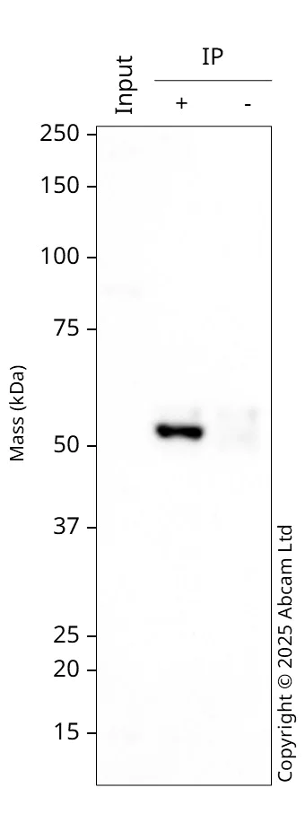 Western blot - Anti-IRAK4 antibody [Y279] - BSA and Azide free (AB239819)