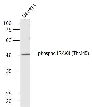 Western blot - Anti-IRAK4 (phospho T345) antibody (AB216513)
