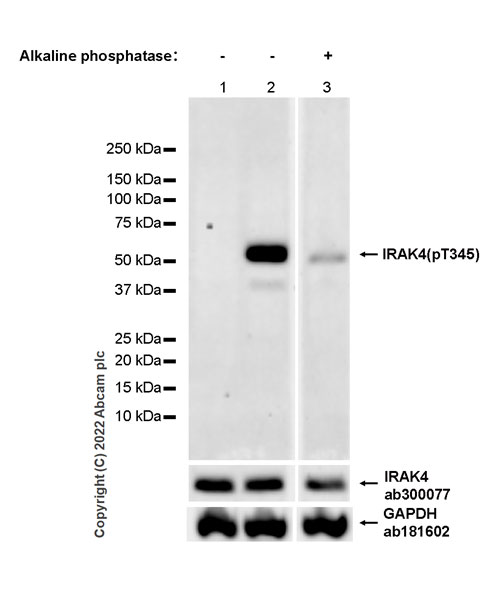 Western blot - Anti-IRAK4 (phospho T345) antibody [EPR26378-174] (AB307288)
