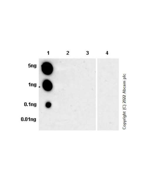 Dot Blot - Anti-IRAK4 (phospho T345) antibody [EPR26378-174] - BSA and Azide free (AB307289)