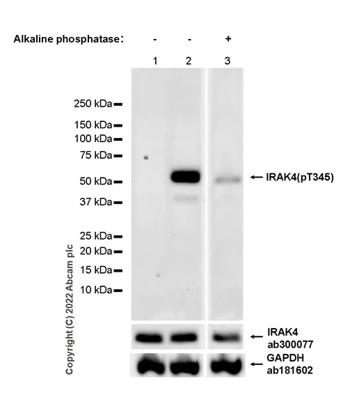 Western blot - Anti-IRAK4 (phospho T345) antibody [EPR26378-174] - BSA and Azide free (AB307289)