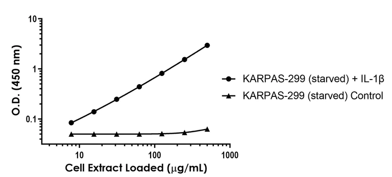 Sandwich ELISA - Anti-IRAK4 (phospho T345+S346) antibody [EPR25705-36] - BSA and Azide free (Detector) (AB307260)
