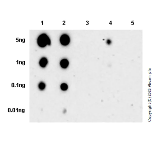 Dot Blot - Anti-IRAK4 (phospho T345+S346) antibody [EPR25705-8] (AB309125)