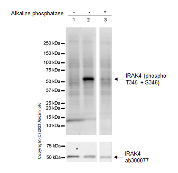 Western blot - Anti-IRAK4 (phospho T345+S346) antibody [EPR25705-8] (AB309125)