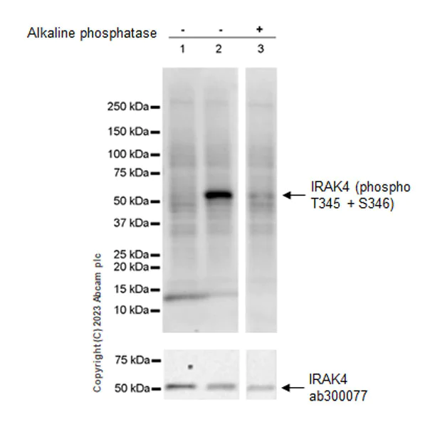 Western blot - Anti-IRAK4 (phospho T345+S346) antibody [EPR25705-8] - BSA and Azide free (AB309126)