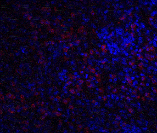 Immunohistochemistry (Formalin/PFA-fixed paraffin-embedded sections) - Anti-IRAKM antibody (AB8116)