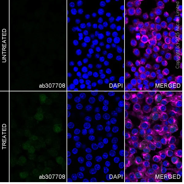 Immunocytochemistry/ Immunofluorescence - Anti-IRAKM antibody [EPR26376-117] - BSA and Azide free (AB307709)