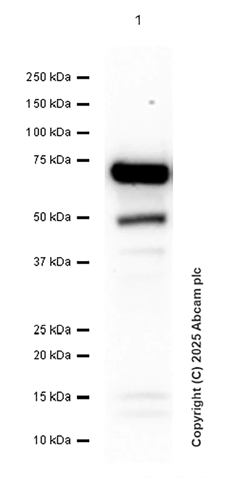 Western blot - Anti-IRAKM antibody [EPR26376-117] - BSA and Azide free (AB307709)