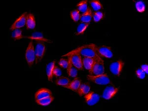 Immunocytochemistry/ Immunofluorescence - Anti-IRBIT antibody [EPR13409] - BSA and Azide free (AB250067)