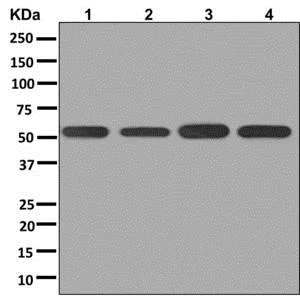 Western blot - Anti-IRBIT antibody [EPR13409] - BSA and Azide free (AB250067)