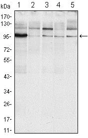 Western blot - Anti-IRE1 antibody [9F2] (AB96481)