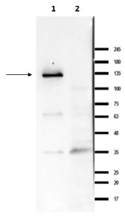 Western blot - Anti-IRE1 antibody (AB235171)