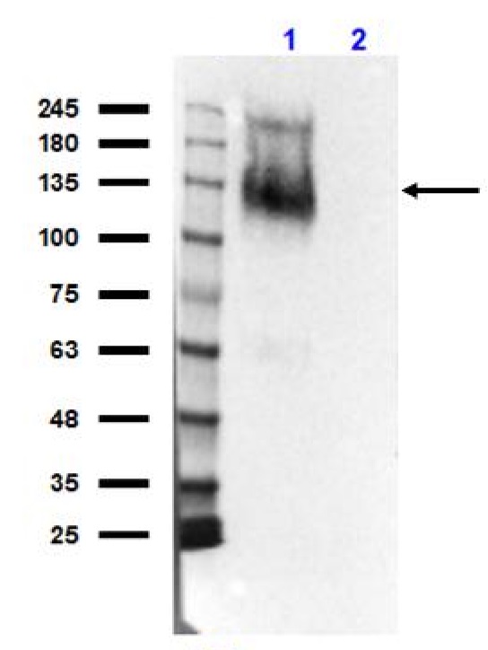 Western blot - Anti-IRE1 antibody (AB235171)