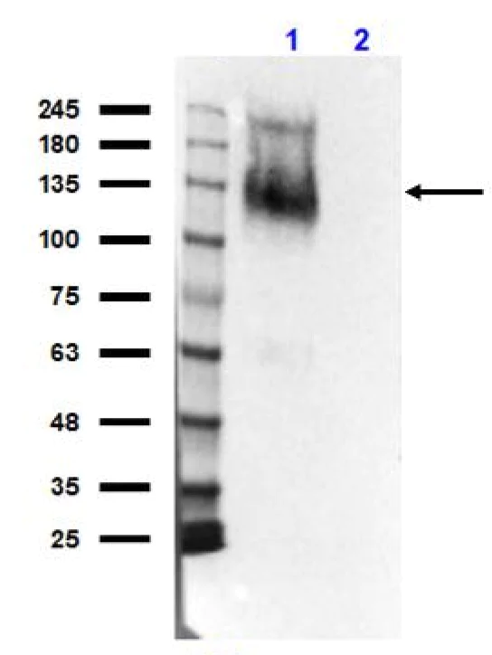 Western blot - Anti-IRE1 antibody (AB235171)