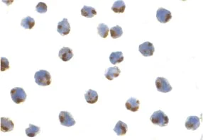 Immunocytochemistry - Anti-IRE1 antibody (AB37073)