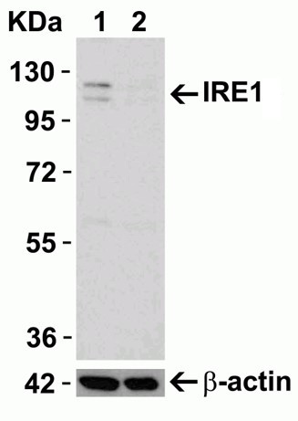 Western blot - Anti-IRE1 antibody (AB37073)
