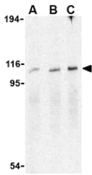 Western blot - Anti-IRE1 antibody (AB37073)