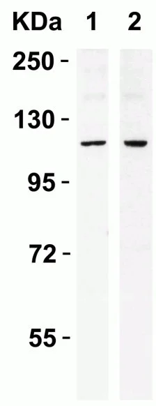 Western blot - Anti-IRE1 antibody (AB37073)