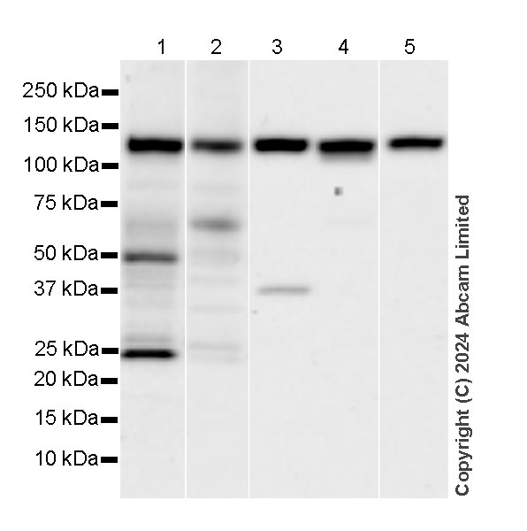 Western blot - Anti-IRE1 antibody [EPR29162-31] (AB322061), expandable thumbnail
