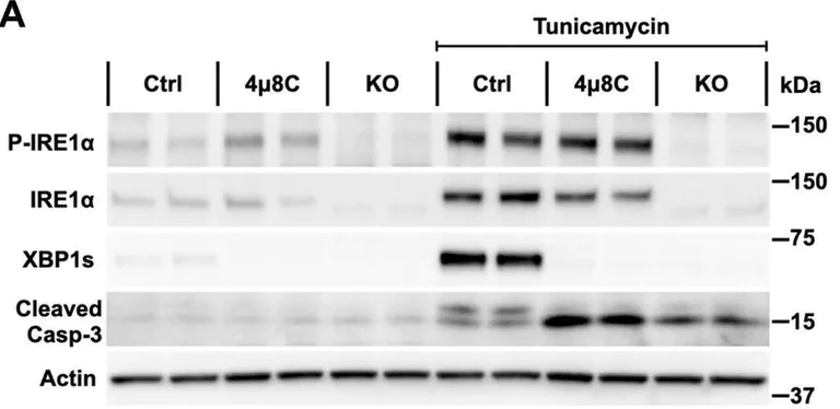 Western blot - Anti-IRE1 (phospho S724) antibody (AB48187)