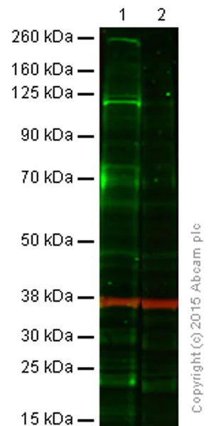 Western blot - Anti-IRE1 (phospho S724) antibody (AB48187)