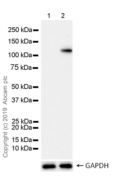 Western blot - Anti-IRE1 (phospho S724) antibody [EPR23107-16] (AB243665)