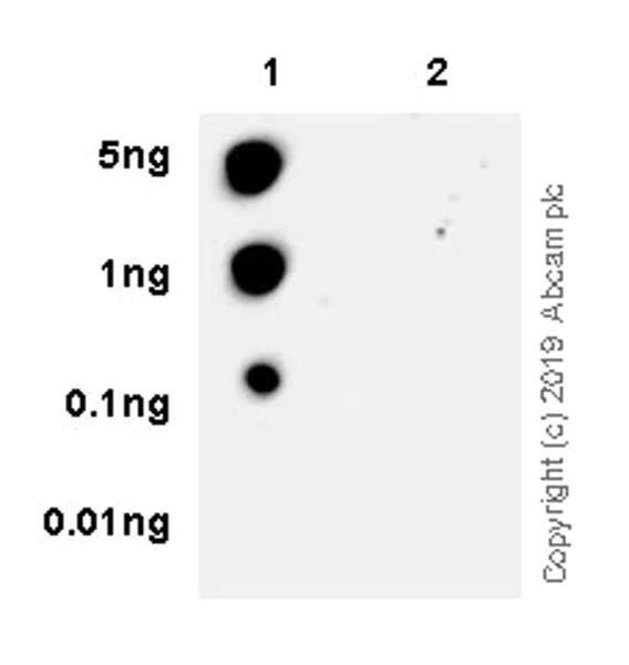 Dot Blot - Anti-IRE1 (phospho S724) antibody [EPR23107-16] - BSA and Azide free (AB267395)