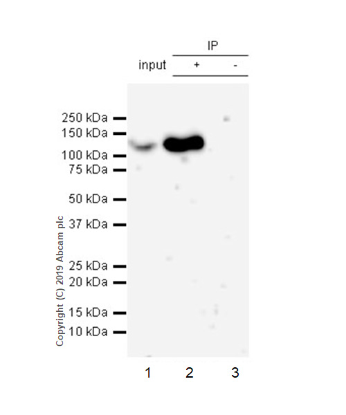 Immunoprecipitation - Anti-IRE1 (phospho S724) antibody [EPR23107-16] - BSA and Azide free (AB267395)