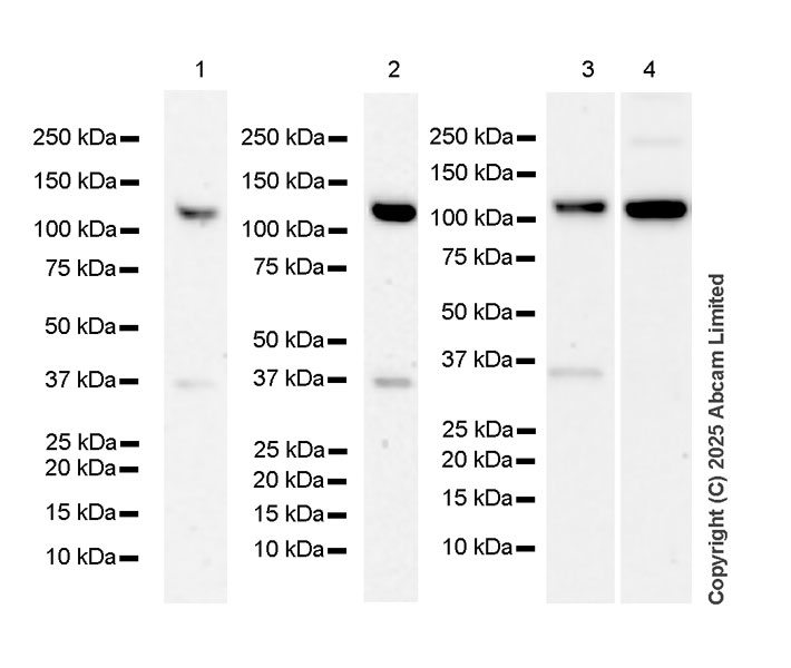 Western blot - Anti-IRE1 (phospho S724) antibody [EPR26009-269] (AB324051), expandable thumbnail