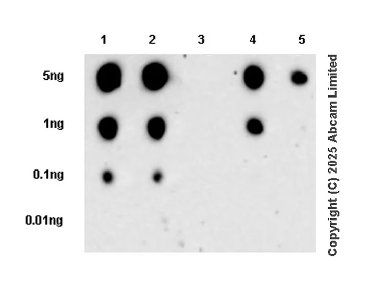 Dot Blot - Anti-IRE1 (phospho S724) antibody [EPR26009-269] - BSA and Azide free (AB326602)