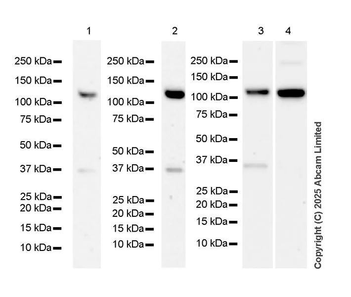 Western blot - Anti-IRE1 (phospho S724) antibody [EPR26009-269] - BSA and Azide free (AB326602)