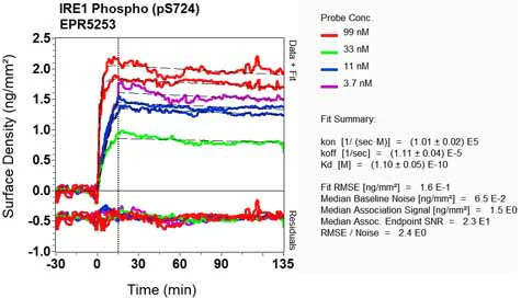 OI-RD Scanning - Anti-IRE1 (phospho S724) antibody [EPR5253] (AB124945)