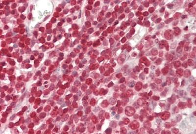 Immunohistochemistry (Formalin/PFA-fixed paraffin-embedded sections) - Anti-IRF1 antibody (AB230652)