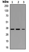 Western blot - Anti-IRF1 antibody (AB230652)