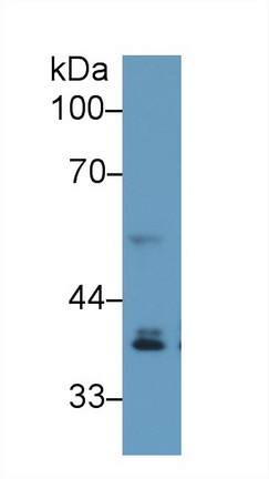 Western blot - Anti-IRF1 antibody (AB232861), expandable thumbnail