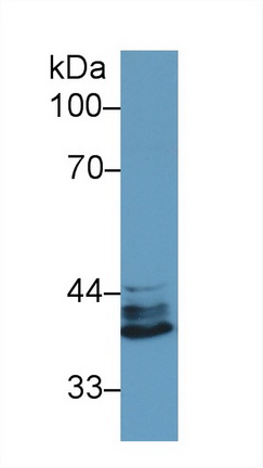 Western blot - Anti-IRF1 antibody (AB232861), expandable thumbnail