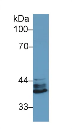 Western blot - Anti-IRF1 antibody (AB232861)