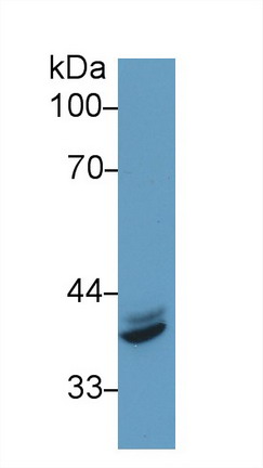 Western blot - Anti-IRF1 antibody (AB232861), expandable thumbnail