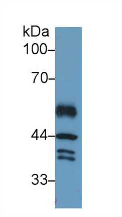 Western blot - Anti-IRF1 antibody (AB232861), expandable thumbnail