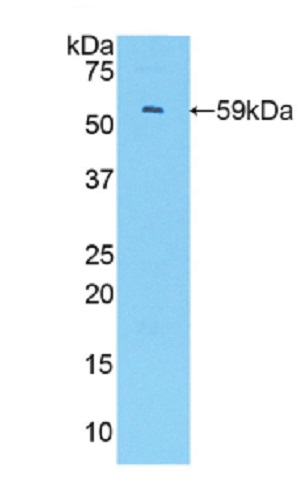 Western blot - Anti-IRF1 antibody (ab232861), expandable thumbnail